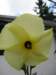 blumengarten2007047_small.jpg